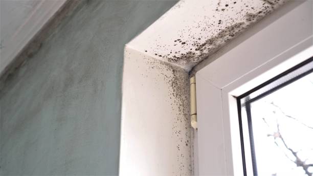 Best Environmental Consulting for Mold Prevention  in Livingston, CA